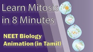 Tamil NEET Biology Animation Mitosis  Cell cycle and cell division [upl. by Cordey]