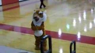 Terrell Tiger mascot dancing at basketball game [upl. by Drexler]