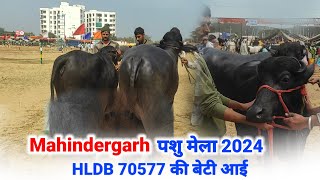 Mahindergarh पशुमेला2024 Hldbbull 70577 की बेटी [upl. by Norvil796]