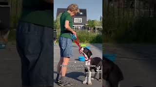 Puppy training with my Great Dane Gozerpuppytraining gozervanjewelsblue [upl. by Ehc]