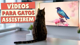 VÍDEOS PARA GATOS  Vídeos Para Gatos Assistirem 😸📺 [upl. by Hollister]