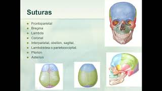 Cráneo generalidades esfenoides etmoides frontal [upl. by Nate]