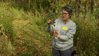 Identifying Buckthorn [upl. by Lyon973]