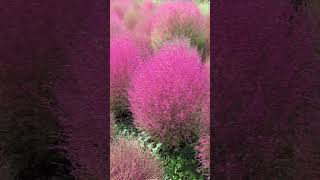 Kochia scoparia Burning Bush Grass [upl. by Elimac]