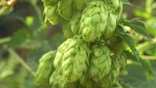 How to Choose Hops  Beer Brewing [upl. by Ahsetel]