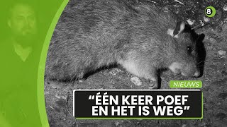 Verbod op gif creëert gat in de markt voor Achterhoekse rattenjager [upl. by Virginie]