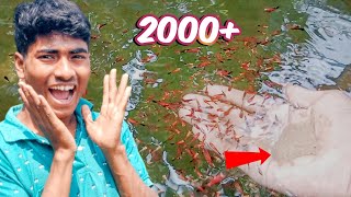 Huge 2000 Platy Fish Baby Feeding 🤩 [upl. by Ettenirt]