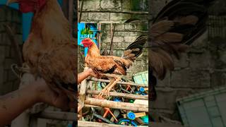 grey na hennie ba ito rooster ayam chicken [upl. by Assirroc]