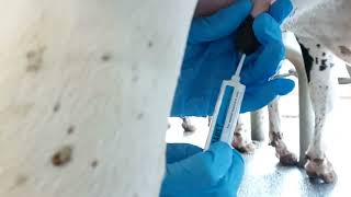 Cow Mastitis treatment Intramammary Infusion [upl. by Euhc910]