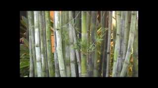 Giant Timber Bamboo  Bambusa Oldhamii  High Quality  Disney World Polynesian Resort [upl. by Coney941]