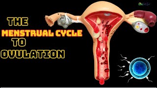 The Menstrual Cycle From Menstruation to Ovulation  3D Animation [upl. by Oflunra]