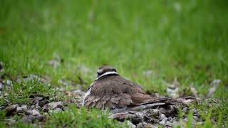 Killdeer protecting eggs in nest part 6 of many [upl. by Iny369]