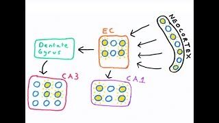 The Hippocampus and episodic memory [upl. by Elylrac]