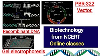 BiotechnologyrDNACloninggel electrophoresiscloning vectorselectable markerpBR322 vector [upl. by Aniaj]