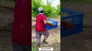 गावातच सुरू केला सिताफळाचा पल्प बनवण्याचा व्यवसाय  custard apple pulp making business  shorts [upl. by Nickerson177]