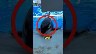 Giant Dolphin Surfaces At Water Park shortsvideo [upl. by Thom]