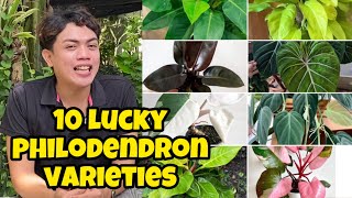 TOP 10 PHILODENDRON VARIETY PLANT THAT ARE LUCKIEST IN 2025 [upl. by Irra5]