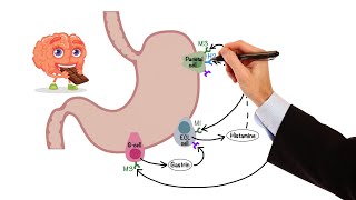 Pharmacology  GASTROINTESTINAL AND ANTIEMETIC DRUGS MADE EASY [upl. by Loomis]