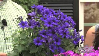 Grower Tips amp Benefits Senetti Super Blue Pericallis [upl. by Weiler]