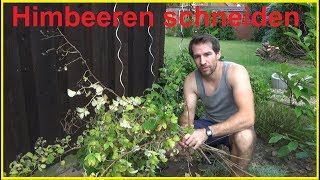 Himbeeren richtig schneiden Schnitt von Sommerhimbeeren zurückschneiden Rückschnitt Himbeere [upl. by Macintosh]