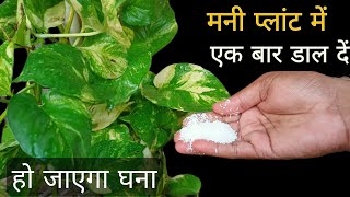 मनी प्लांट के पौधे को घना कैसे बनाएं How to grow and care for money plant  ashanand home garden [upl. by Ahsinek]