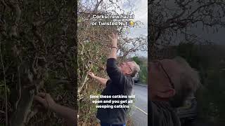 Corylus avellana Contorta twisted Hazel corkscrew Hazel [upl. by Tnecillim]