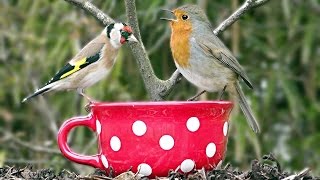 Beautiful Birds Singing and Chirping on The Big Red Tea Cup Bird Feeder [upl. by Akinirt298]