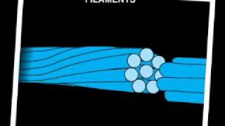 Intermediate Filaments ECB [upl. by Nalehp395]