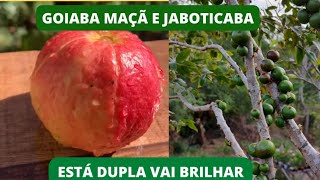 como fazer um enxerto de goiaba maçã em jaboticaba passo a passo [upl. by Fleurette]