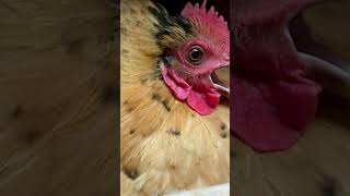 Provocateur cutefarmanimals funnyanimal petchickens viralshort [upl. by Ailiec117]