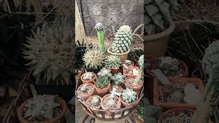 some ariocarpus and other succulents [upl. by Assiroc]