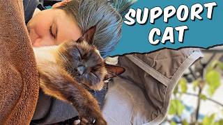 How My Siamese Cat Became My Emotional Support [upl. by Ajim]