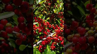 Yaupon Holly Natures Native American Tea Plant shorts holly garden PlantsWorld [upl. by Marlin]