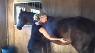 Signs of ulcers in horses 2 [upl. by Ecirbaf798]