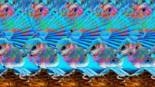 Incredible 3D Stereograms  Can You Find The Hidden Images [upl. by Anaeirb]