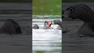 Piedbilled Grebe Chick gulps down a crawfish shorts [upl. by Edmund]