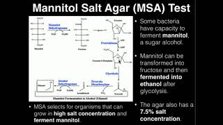 Microbiology Mannitol Salt Agar MSA [upl. by Anaerol]