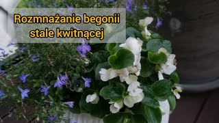 Begonia stale kwitnąca rozmnażanie z nasion i sadzonek zielonych [upl. by Ejroj]