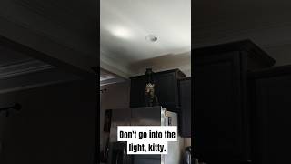 Dont go catlife light dontgo [upl. by Singh]