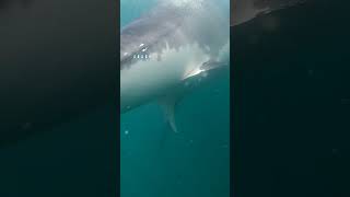 Great White Sharks Eye Peers Into The Camera [upl. by Noiek518]