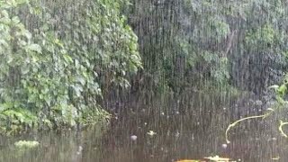 Rain Sounds for Sleep  Rainforest ASMR Sound For Relaxing Rainforest Heavy Rain Sounds  3 hour [upl. by Jairia]