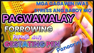 PAGWAWALAY NG MGA BIIK SA MAMA PIG MULA FORROWING PEN PAPONTA NG GESTATING PEN [upl. by Caplan]