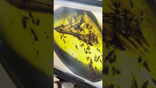 Fossil dinosaur feather in amber paleontology [upl. by Jeana110]