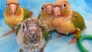 Pineapple and Yellow Sided Green Cheek Conure Babies [upl. by Aivatco852]