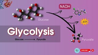 Glycolysis  Glycolysis cycle  Glycolysis class 11 [upl. by Ledba]