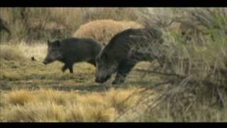 MONSTER WILD BOAR HEAD KILL SHOT SLOWMOTION [upl. by Anaytat772]