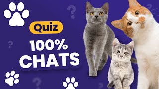 QUIZ spécial Chats 😺  24 questions 100 minous [upl. by Thais235]