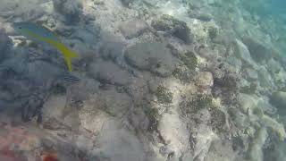 Yellowtail Snapper at Dry Tortugas National Park [upl. by Hpesoy]