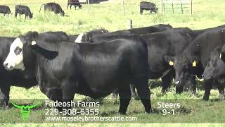 FADEOSH FARMS Alabama and Georgia Fall Safe Sale 102224 [upl. by Ettari]