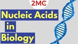 What are Nucleic Acids Nucleic Acid Structure amp Function [upl. by Hambley]